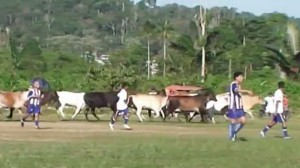 Copa Perú vacas